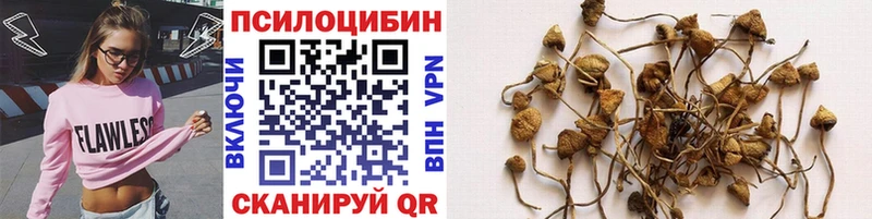 купить наркотик Нефтекумск блэк спрут ссылки Псилоцибиновые грибы Cubensis